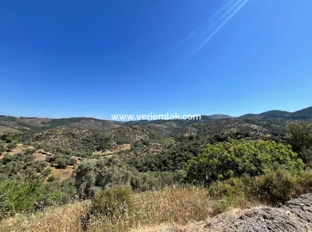 Seferihisar Beyler Köyü Yolu Üzerinde Satılık Zeytinlik