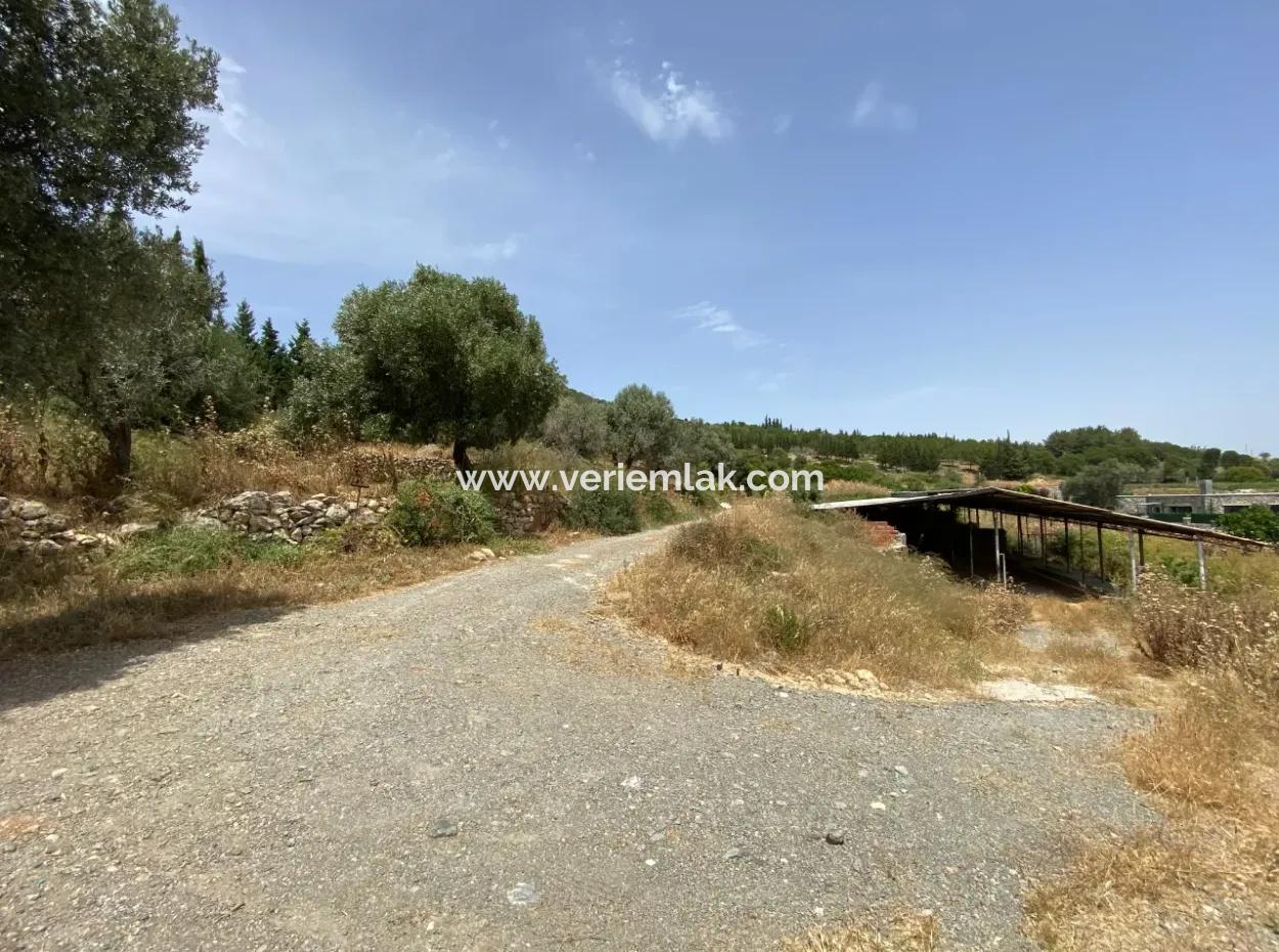 Seferihisar Turgut Köyünde 4.189 M2 Yatırıma Uygun Satılık Tarla