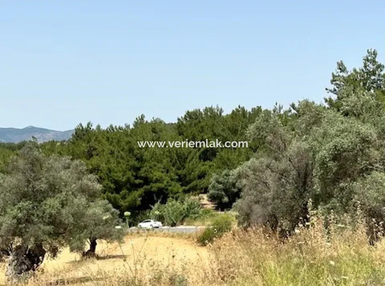 Urla Rüstem'de Özbek Yolunda 20 Dönüm İmara Yakın Arazi