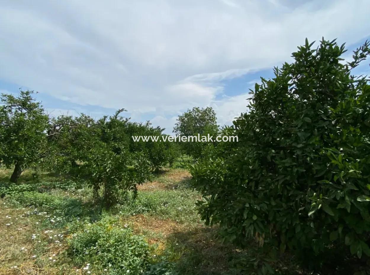 Seferihisar Hıdırlık Mahallesinde Yatırıma Uygun 5291 M2, Satılık Mandalina Bahçesi
