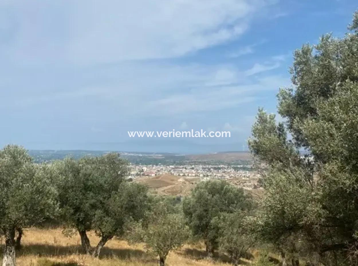 Seferihisarda Kadastrol Yolu Olan, 18.114 M2 Satılık Zeytinlik