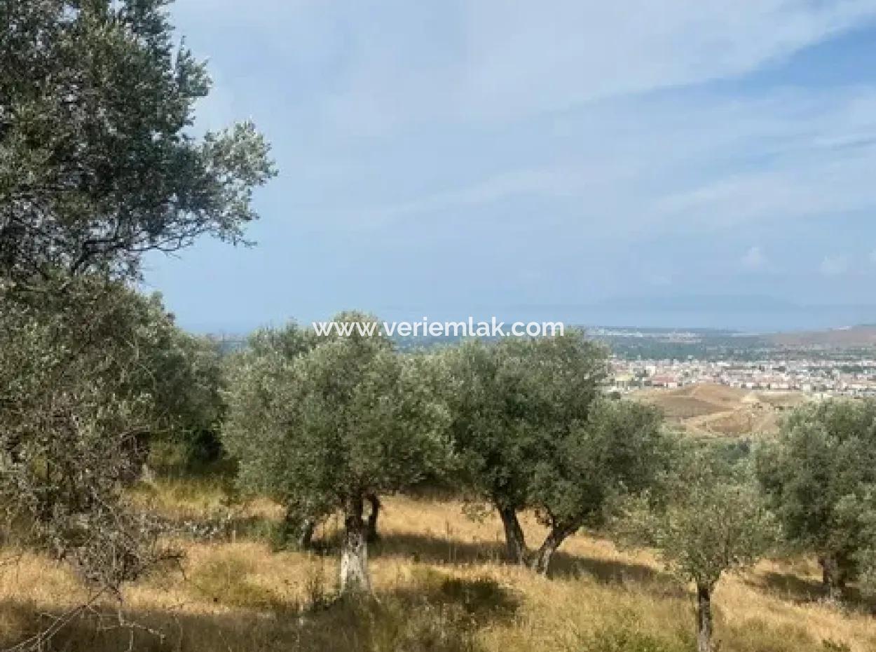 Seferihisarda Kadastrol Yolu Olan, 18.114 M2 Satılık Zeytinlik