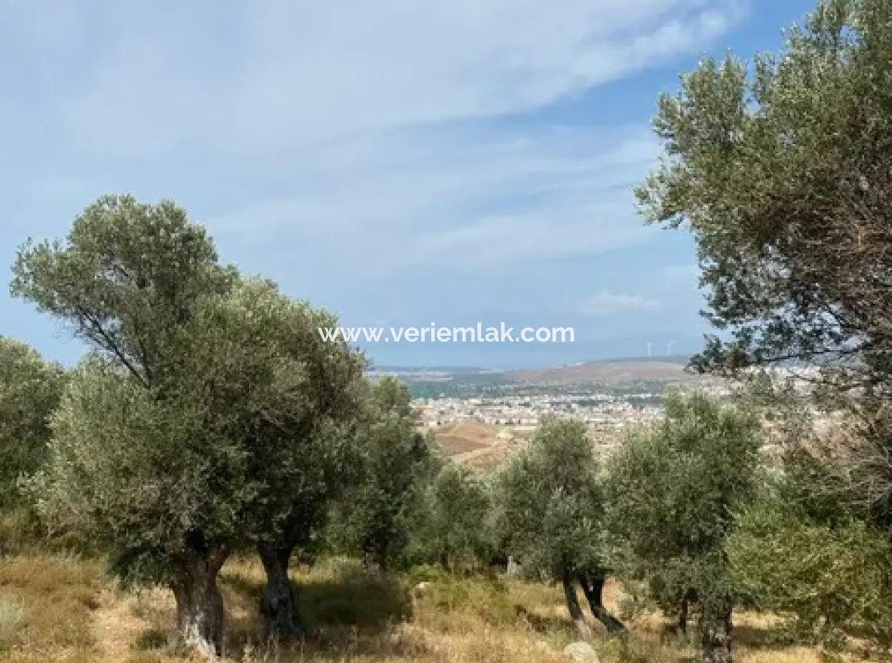 Seferihisarda Kadastrol Yolu Olan, 18.114 M2 Satılık Zeytinlik