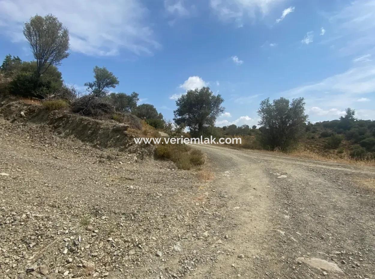 Seferihisarda Kadastrol Yolu Olan, Doğa İle İç İçe 9050 M2, Satılık Zeytinlik