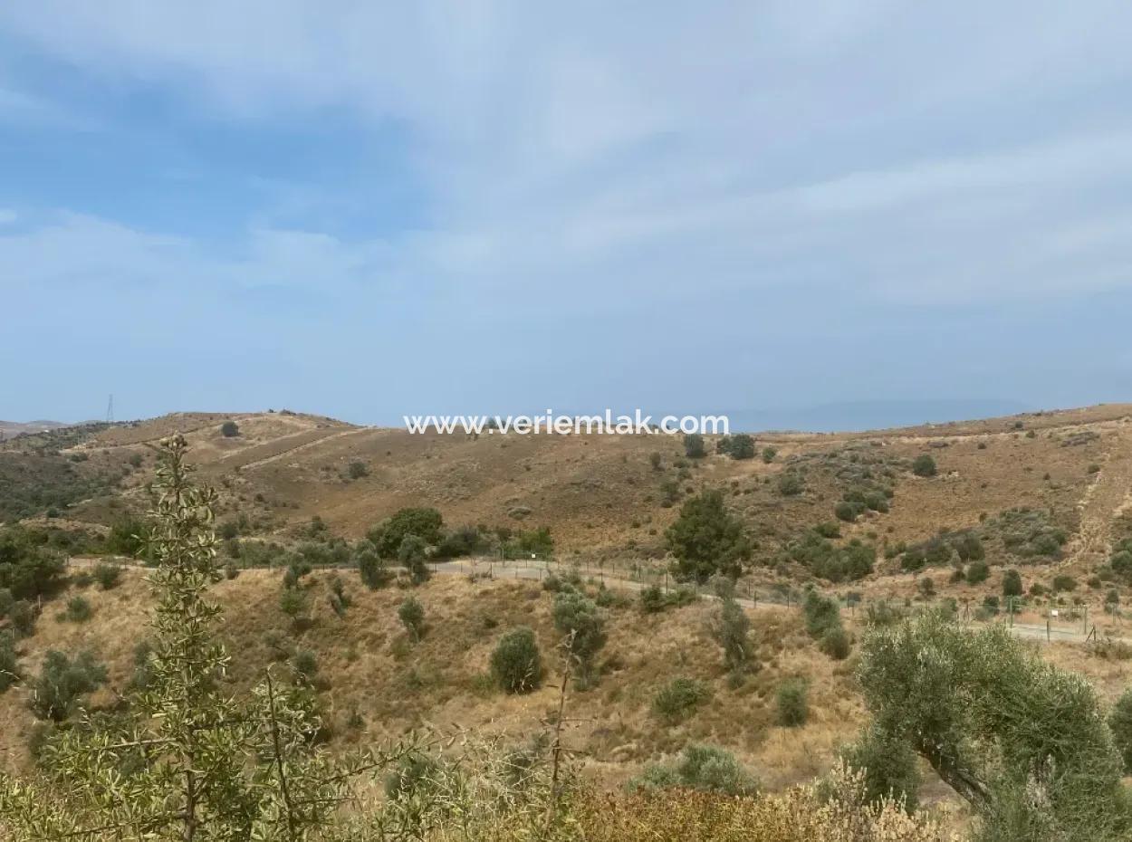 Seferihisarda Kadastrol Yolu Olan, Doğa İle İç İçe 9050 M2, Satılık Zeytinlik