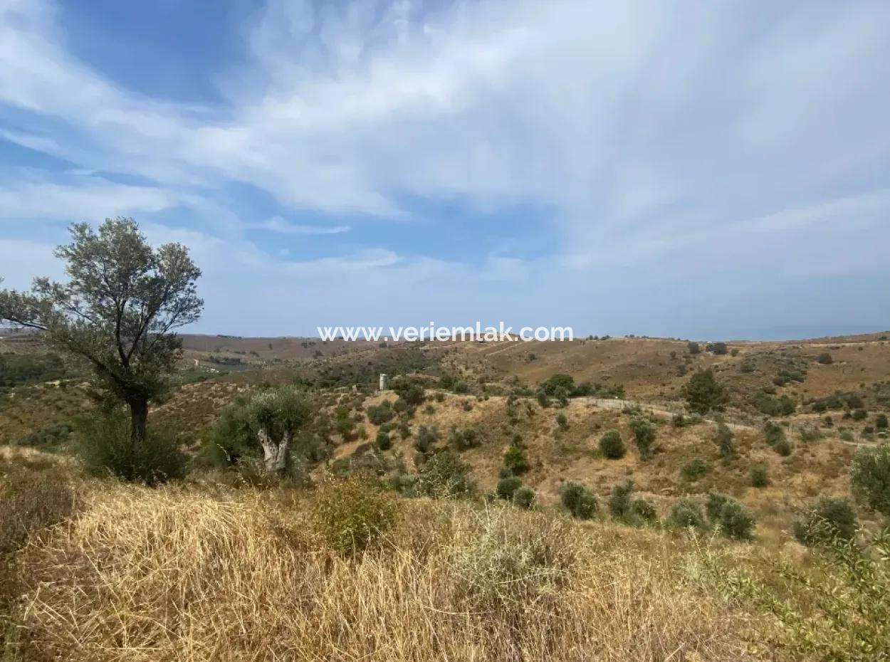 Seferihisarda Kadastrol Yolu Olan, Doğa İle İç İçe 9050 M2, Satılık Zeytinlik