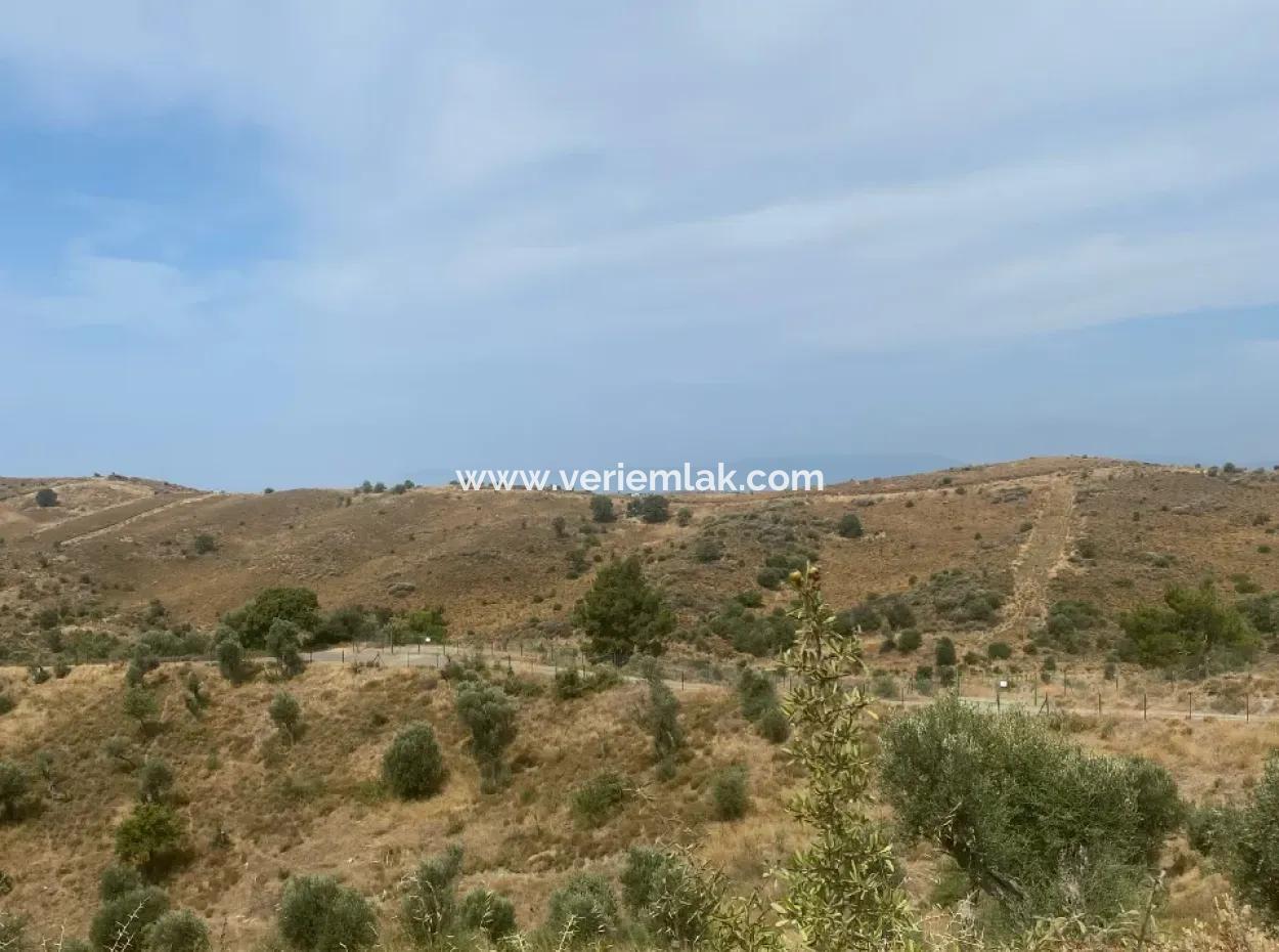 Seferihisarda Kadastrol Yolu Olan, Doğa İle İç İçe 9050 M2, Satılık Zeytinlik