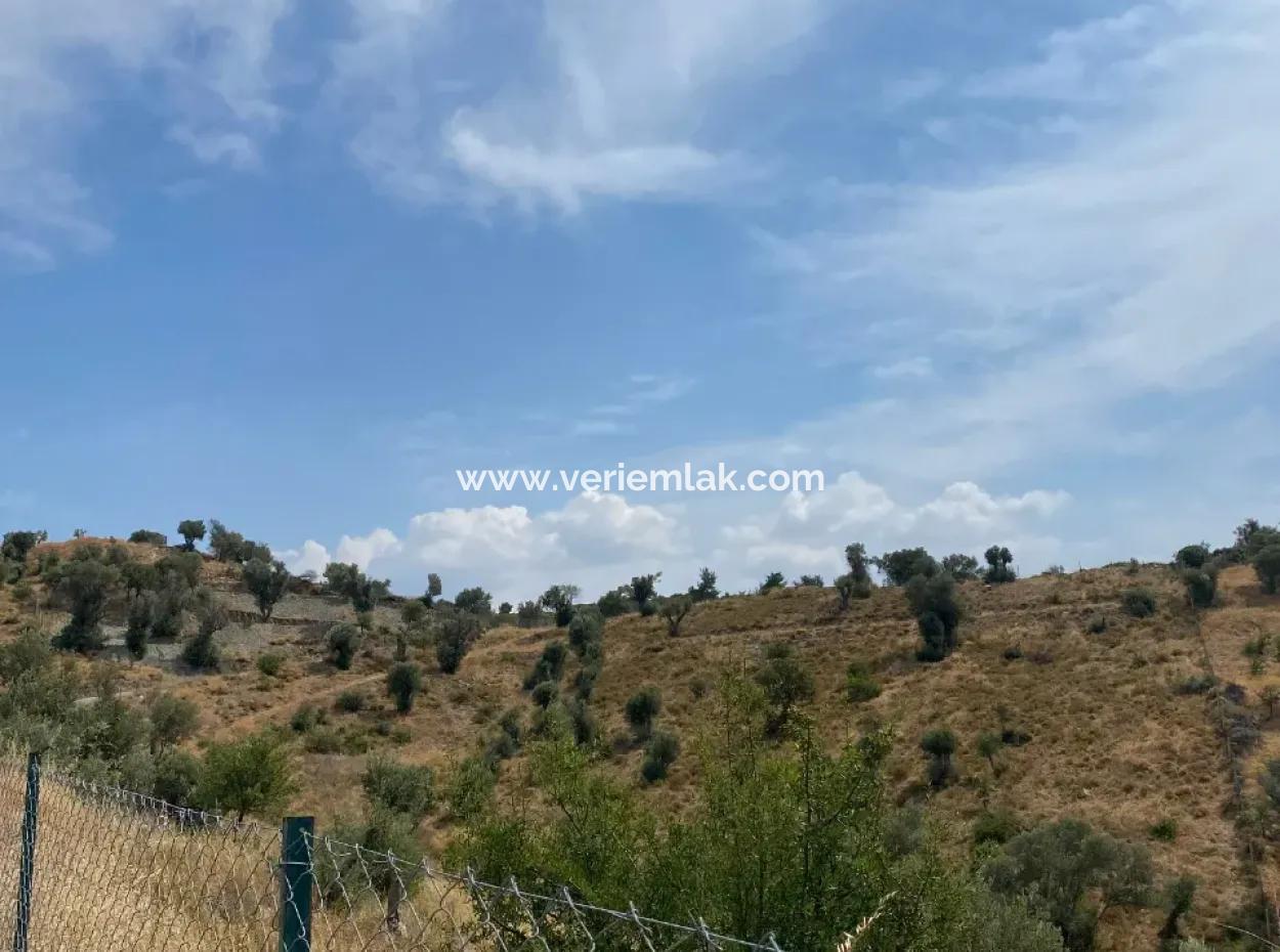 Seferihisarda Kadastrol Yolu Olan, Doğa İle İç İçe 9050 M2, Satılık Zeytinlik