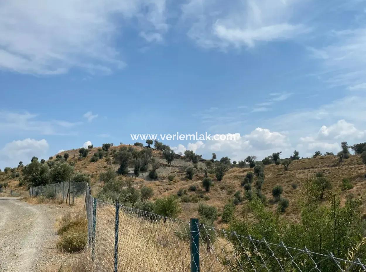 Seferihisarda Kadastrol Yolu Olan, Doğa İle İç İçe 9050 M2, Satılık Zeytinlik