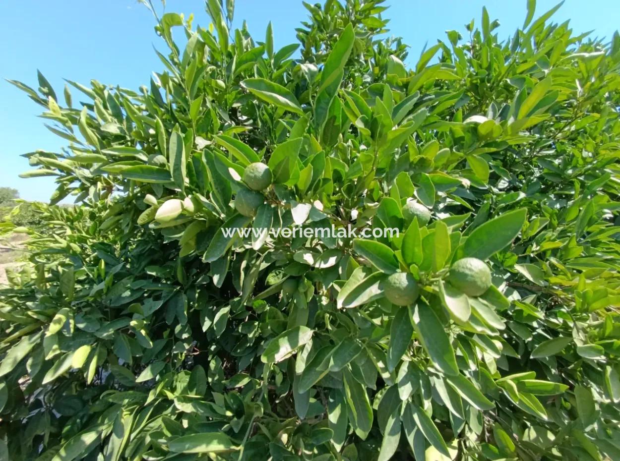 Akarca'da Mandalina Bahçesi: Eşsiz Bir Yatırım Fırsatı!