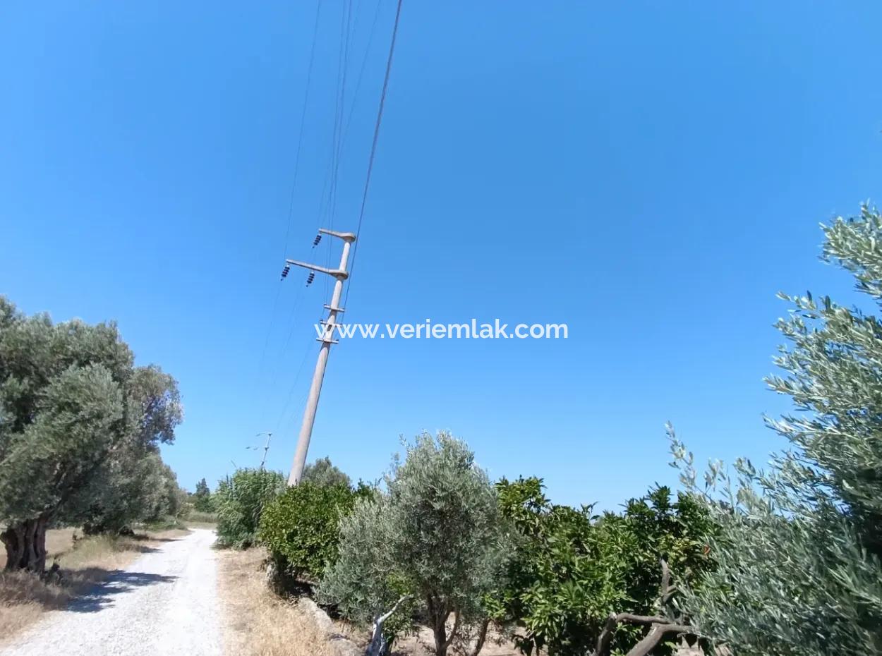 Akarca'da Mandalina Bahçesi: Eşsiz Bir Yatırım Fırsatı!