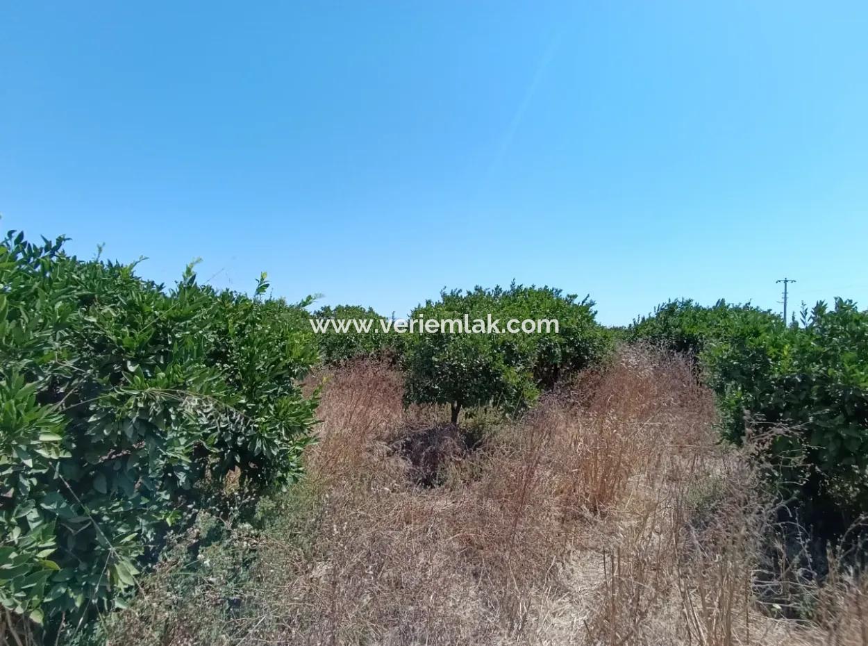Akarca'da Mandalina Bahçesi: Eşsiz Bir Yatırım Fırsatı!