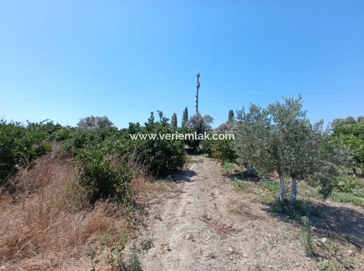 Akarca'da Mandalina Bahçesi: Eşsiz Bir Yatırım Fırsatı!