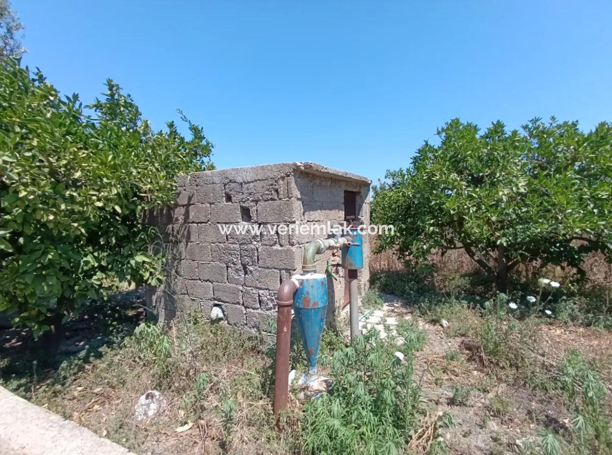 Akarca'da Mandalina Bahçesi: Eşsiz Bir Yatırım Fırsatı!