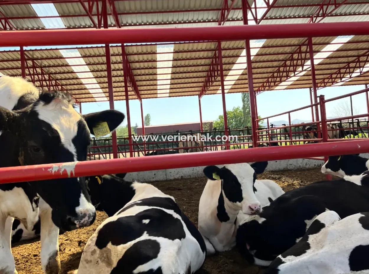 Seferihisar Düzce Mahallesinde Eşsiz Tarla