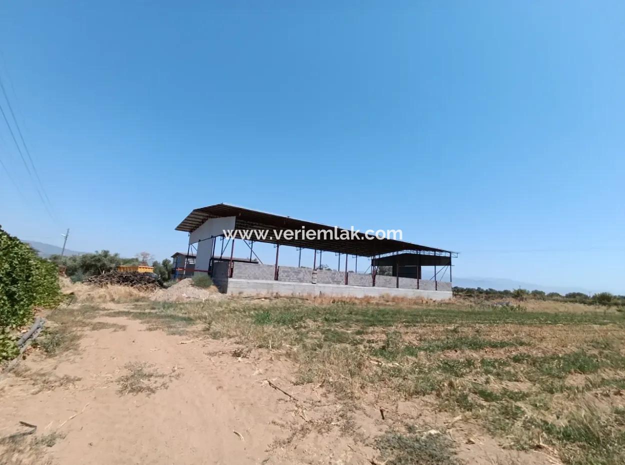 Tire Peşrefli'de Çiftlik Yapımına Uygun Büyük Arsa - Yatırım Fırsatı!