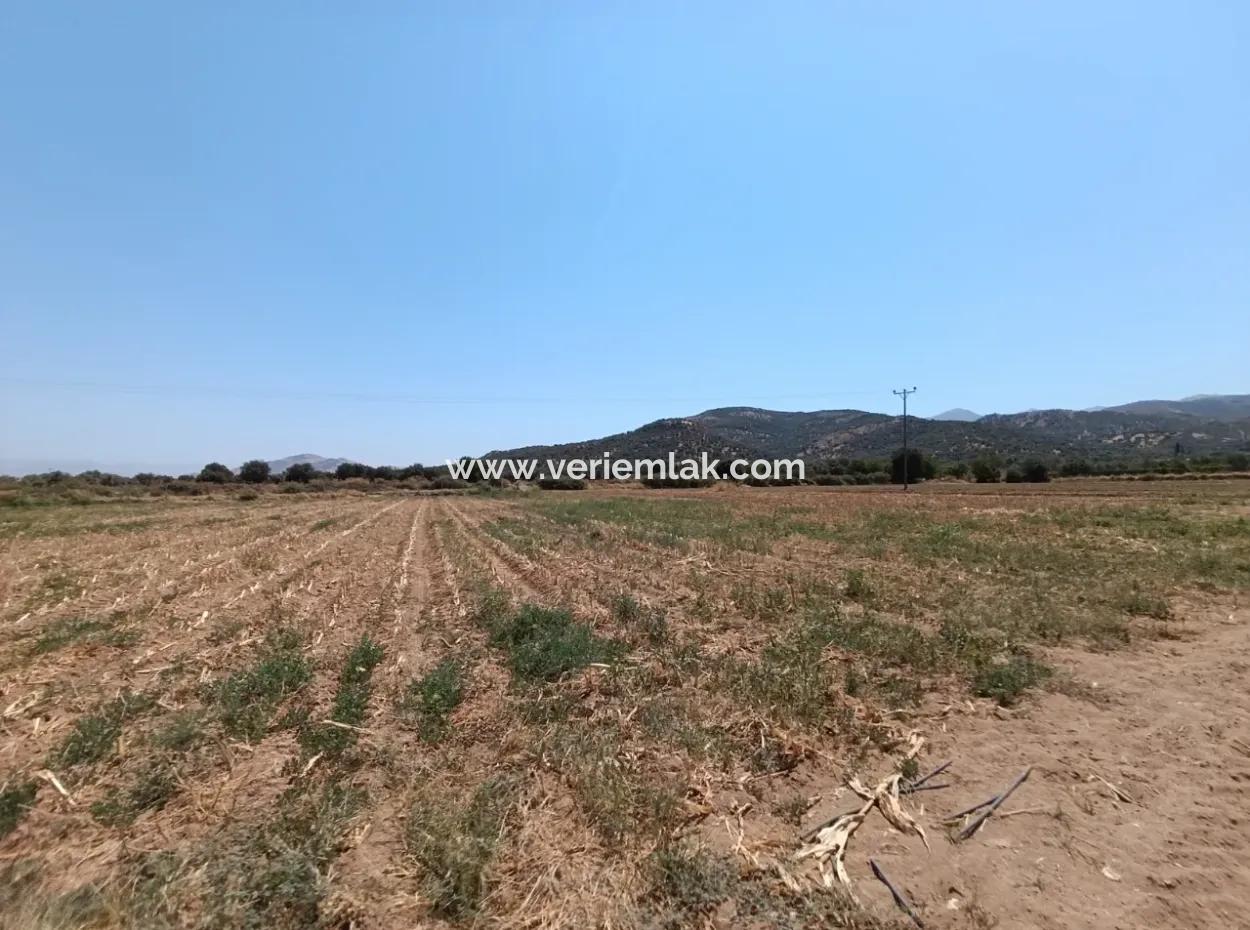 Tire Peşrefli'de Çiftlik Yapımına Uygun Büyük Arsa - Yatırım Fırsatı!