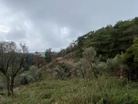 Seferihisar Beyler’de 2000 M² Zeytinlik – Köy Merkezine 200 Metre!