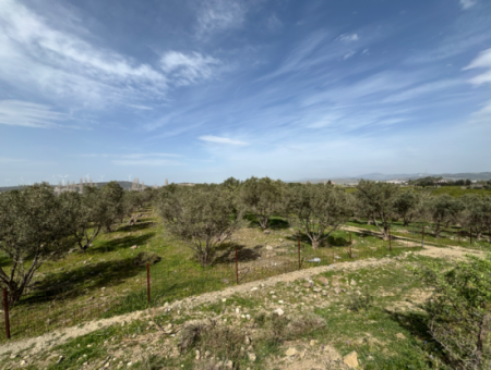 Seferihisar Hıdırlık Mahallesinde Deniz Manzaralı Satılık 8574 M2 Tarla
