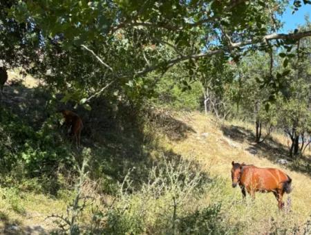 Doğanbey Atatürk Mahallesi'nde Yeni İmar Geçmiş, Villa İmarlı 311 M² Parsel