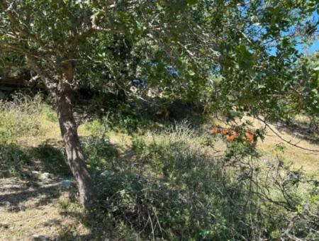 Doğanbey Atatürk Mahallesi'nde Yeni İmar Geçmiş, Villa İmarlı 311 M² Parsel