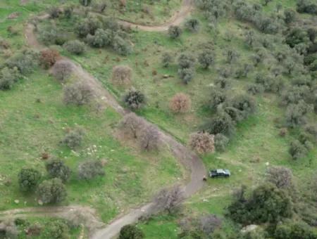 Seferihisar Ulamış Mahallesi – Baraja Yakın, Geniş Yol Cepheli, Vadi Manzaralı Satılık Zeytinlik