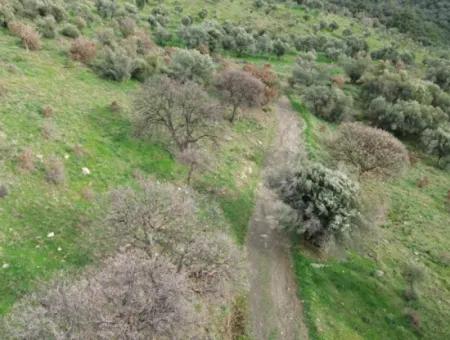 Seferihisar Ulamış Mahallesi – Baraja Yakın, Geniş Yol Cepheli, Vadi Manzaralı Satılık Zeytinlik
