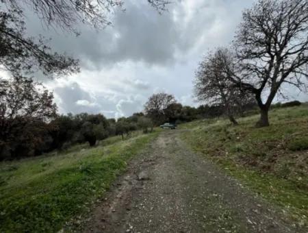 Seferihisar Ulamış Mahallesi – Baraja Yakın, Geniş Yol Cepheli, Vadi Manzaralı Satılık Zeytinlik