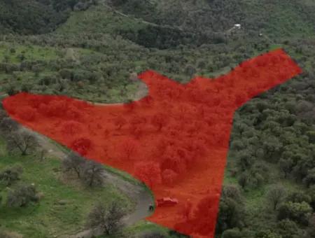 Seferihisar Ulamış Mahallesi – Baraja Yakın, Geniş Yol Cepheli, Vadi Manzaralı Satılık Zeytinlik