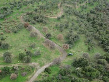 Seferihisar Ulamış Mahallesi – Baraja Yakın, Geniş Yol Cepheli, Vadi Manzaralı Satılık Zeytinlik