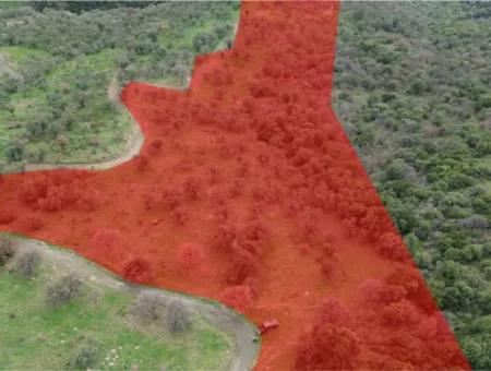 Seferihisar Ulamış Mahallesi – Baraja Yakın, Geniş Yol Cepheli, Vadi Manzaralı Satılık Zeytinlik