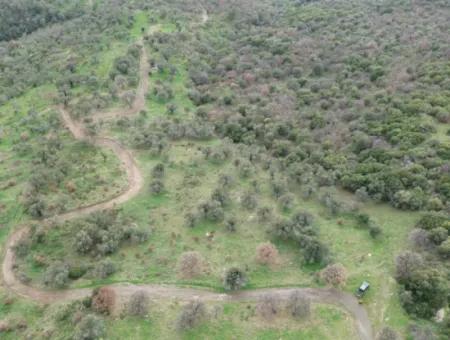 Seferihisar Ulamış Mahallesi – Baraja Yakın, Geniş Yol Cepheli, Vadi Manzaralı Satılık Zeytinlik