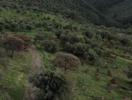 Seferihisar Ulamış Mahallesi – Baraja Yakın, Geniş Yol Cepheli, Vadi Manzaralı Satılık Zeytinlik