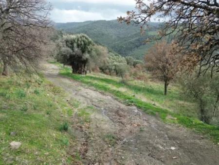 Seferihisar Ulamış Mahallesi – Baraja Yakın, Geniş Yol Cepheli, Vadi Manzaralı Satılık Zeytinlik