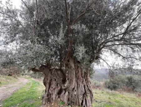 Seferihisar Ulamış Mahallesi – Baraja Yakın, Geniş Yol Cepheli, Vadi Manzaralı Satılık Zeytinlik