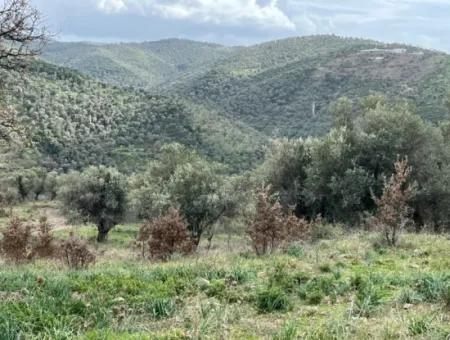 Seferihisar Ulamış Mahallesi – Baraja Yakın, Geniş Yol Cepheli, Vadi Manzaralı Satılık Zeytinlik