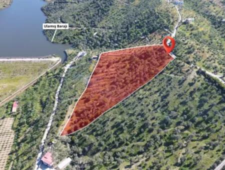 Seferihisar Ulamış’ta Satılık Zeytinlik | Vadi Ve Göl Manzaralı