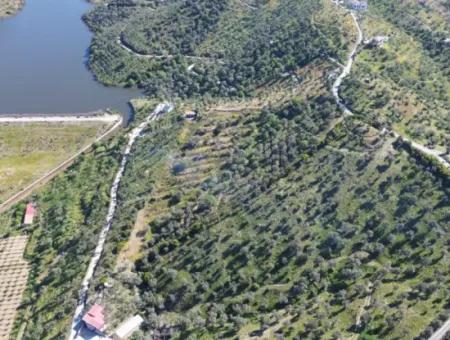 Seferihisar Ulamış’ta Satılık Zeytinlik | Vadi Ve Göl Manzaralı