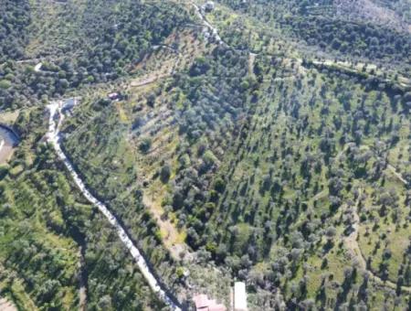 Seferihisar Ulamış’ta Satılık Zeytinlik | Vadi Ve Göl Manzaralı