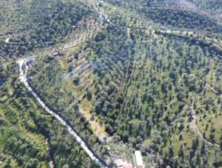Seferihisar Ulamış’ta Satılık Zeytinlik | Vadi Ve Göl Manzaralı