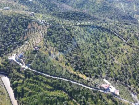 Seferihisar Ulamış’ta Satılık Zeytinlik | Vadi Ve Göl Manzaralı