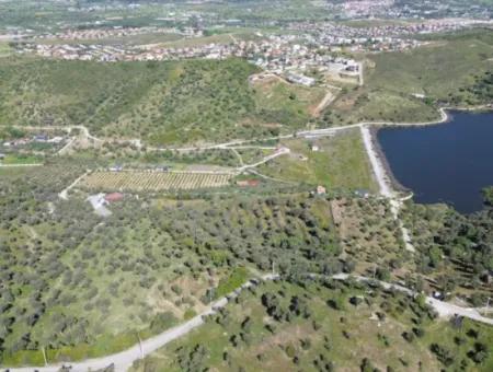 Seferihisar Ulamış’ta Satılık Zeytinlik | Vadi Ve Göl Manzaralı