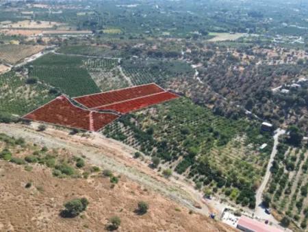 Seferihisar Sığacık Taşdibi Mevkiinde 12.901 M² Mandalina Bahçesi