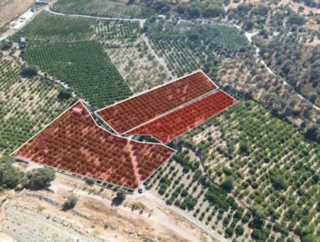 Seferihisar Sığacık Taşdibi Mevkiinde 12.901 M² Mandalina Bahçesi