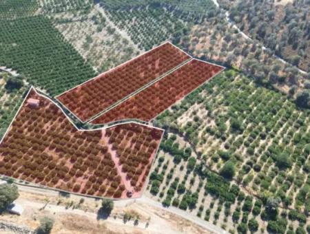 Seferihisar Sığacık Taşdibi Mevkiinde 12.901 M² Mandalina Bahçesi