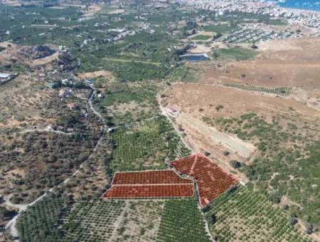 Seferihisar Sığacık Taşdibi Mevkiinde 12.901 M² Mandalina Bahçesi