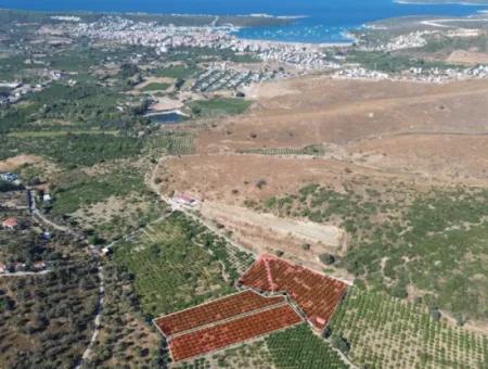Seferihisar Sığacık Taşdibi Mevkiinde 12.901 M² Mandalina Bahçesi