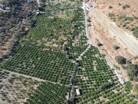 Seferihisar Sığacık Taşdibi Mevkiinde 12.901 M² Mandalina Bahçesi