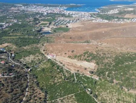Seferihisar Sığacık Taşdibi Mevkiinde 12.901 M² Mandalina Bahçesi