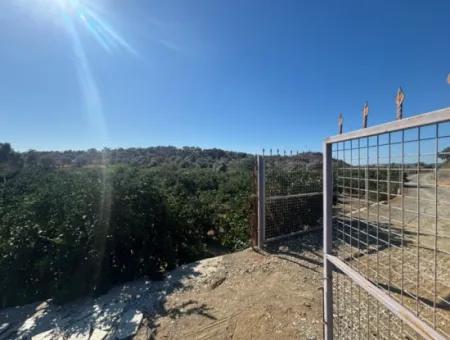 Seferihisar Sığacık Taşdibi Mevkiinde 12.901 M² Mandalina Bahçesi